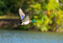 serene beauty of dal lake