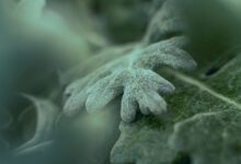 how to pronounce laturedrianeuro correctly