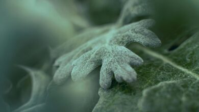 how to pronounce laturedrianeuro correctly